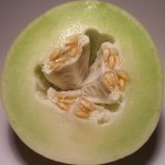Melon Hijau