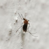 tanda-tanda-demam-berdarah