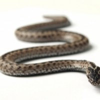 mengatasi gigitan ular