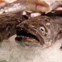 Kandungan-Nutrisi-Pada-Ikan-Laut