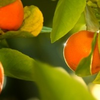 tips-memilih-buah-yang-baik-untuk-campuran-makanan