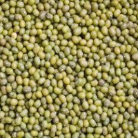 kandungan-gizi-kacang-hijau