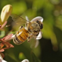 alergi-akibat-sengatan-serangga